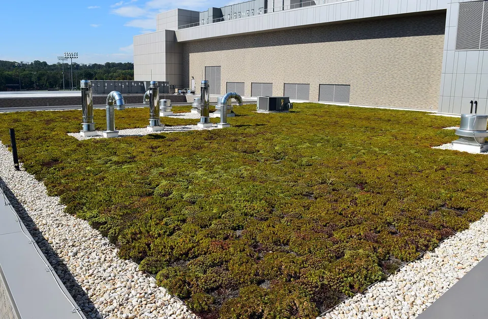 Extensive sedum green roof with rooftop plant